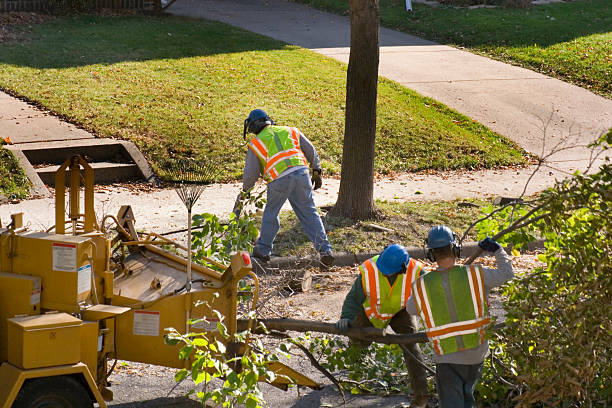 Reliable Rancho Santa Margarita, CA Tree Service Solutions